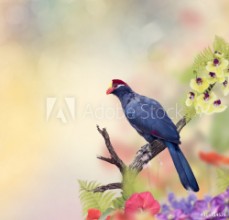 Afbeeldingen van Rosss Turaco perching